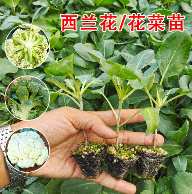 西蓝花苗青梗松花菜秧苗批发/